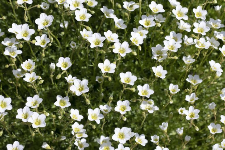 Bacopa monnieri (Brahmi) Health Benefits, Nutrition Facts, Potential Side Effects, and Uses by One Heealth Assist