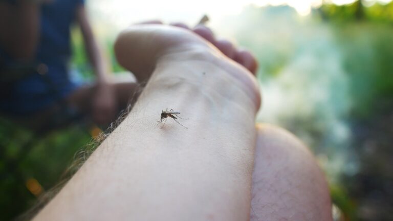 Dengue-Fever-Causes-and-Symptoms-to-Tests-Treatment-and-Prevention-One-Health-Assist