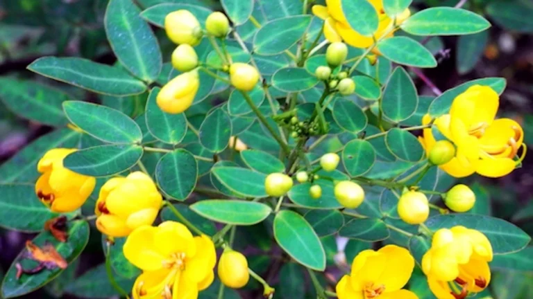 Senna-Tora-Health-Benefits-Nutrition-Facts-Potential-Side-Effects-and-Uses-One-Health-Assist