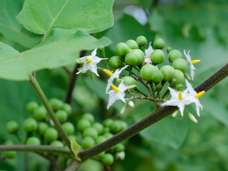 Turkey Berry (Bhankatiya or Bhurat): Health Benefits, Nutrition Facts, and Potential Side Effects,onehealthassist.com