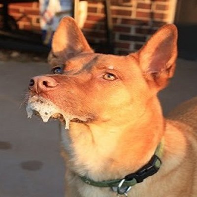 Dog Bite? Know Immediate Steps & Rabies Vaccine Process